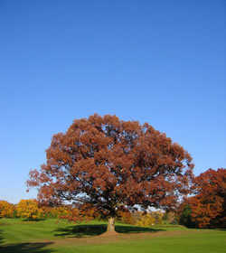 oak tree